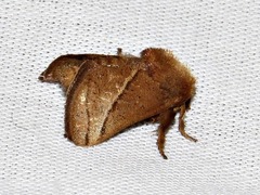 Omocenoides isophanes