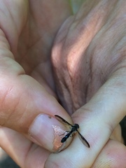 Pelecinobaccha costata