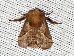 Omocenoides isophanes