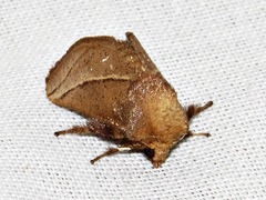 Omocenoides isophanes