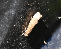 Ypsolopha sp-sw
