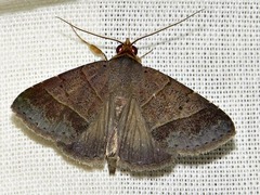 Plecoptera melalepis