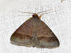 Plecoptera melalepis