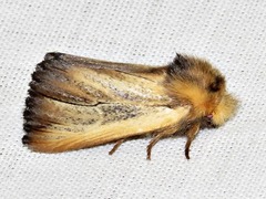 Eutimia spurcata