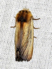 Eutimia spurcata
