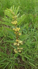 Pachycarpus asperifolius