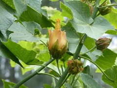 Hibiscus columnaris