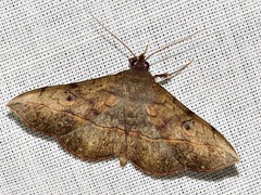 Anticarsia rubricans