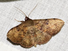 Anticarsia rubricans