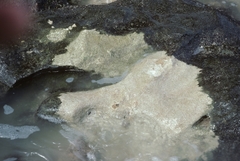 Phragmatopoma caudata