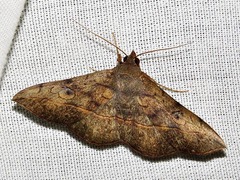 Anticarsia rubricans