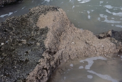 Phragmatopoma caudata