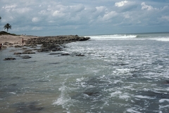 Phragmatopoma caudata