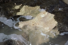 Phragmatopoma caudata