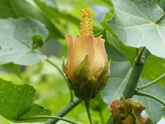 Hibiscus columnaris