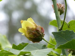Hibiscus columnaris