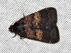 Hydrillodes uliginosalis