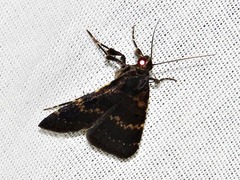 Hydrillodes uliginosalis