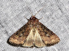Condica capensis