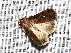 Condica capensis