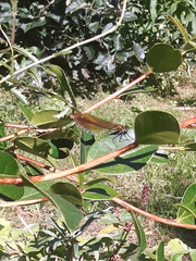 Calopteryx virgo