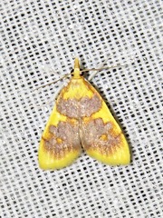 Sameodesma xanthocraspia
