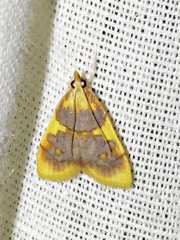 Sameodesma xanthocraspia