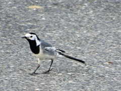 Motacilla alba