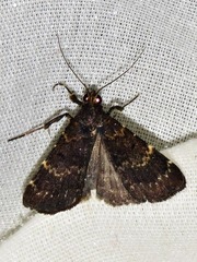 Hydrillodes uliginosalis