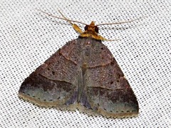 Plecoptera melalepis