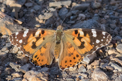 Vanessa cardui