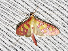 Stenochora lancinalis