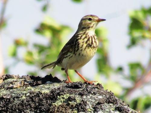 Bisbita gorjirrojo (Anthus cervinus)