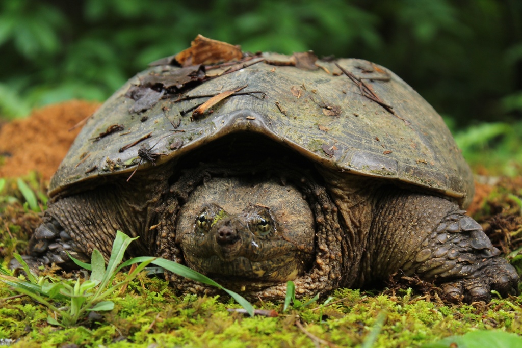 Common Snapping Turtle (Reptiles of Cochise County) · iNaturalist