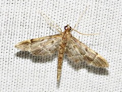 Dolicharthria lanceolalis