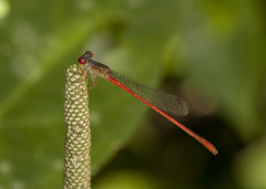 Telebasis digiticollis