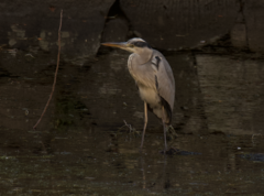 Ardea cinerea