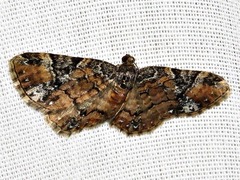 Melanthia ustiplaga