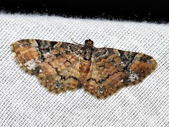 Melanthia ustiplaga