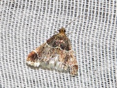 Pyralis albilautalis