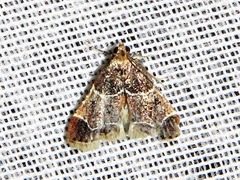 Pyralis albilautalis