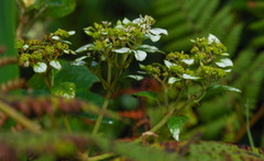 Colignonia