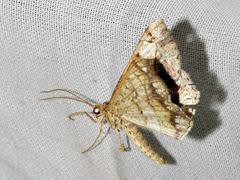 Chiasmia streniata