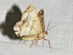 Chiasmia streniata