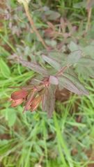 Lasiosiphon calocephalus