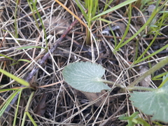 Ranunculus cardiophyllus