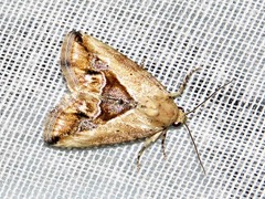 Lithacodia caffristis