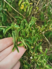 Solanum africanum