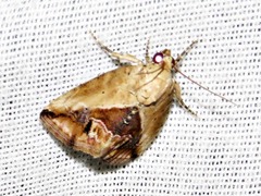 Lithacodia caffristis