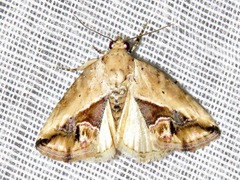 Lithacodia caffristis